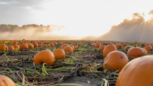 Pumpkin farm season end