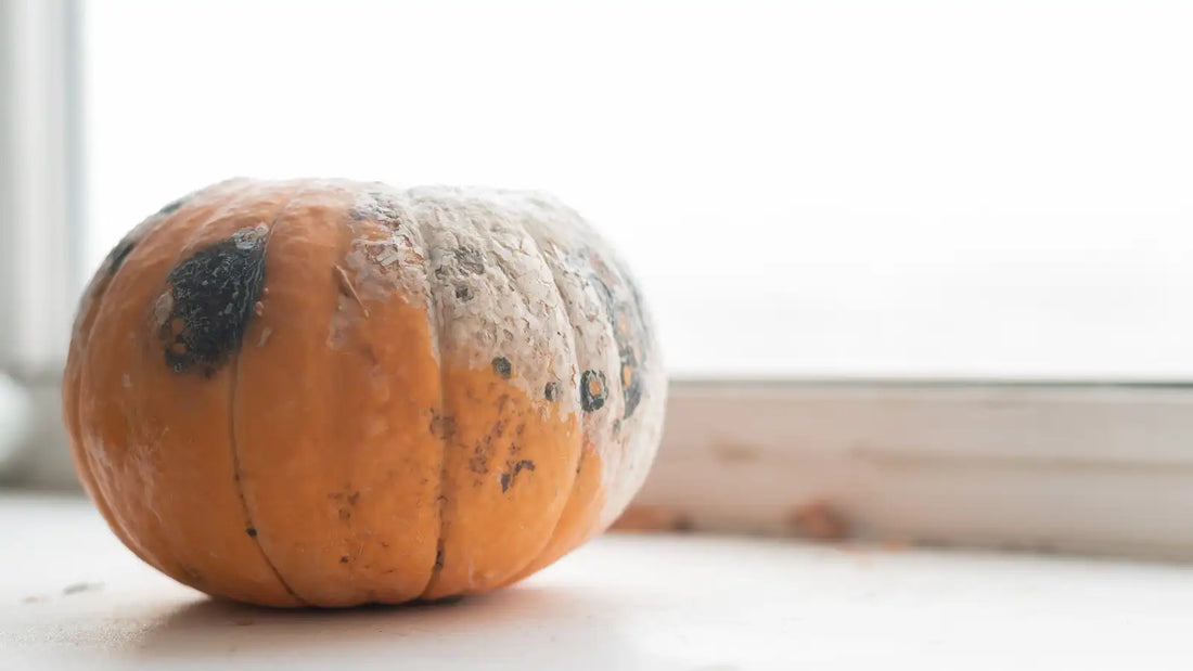 Black and White Mold On Pumpkin