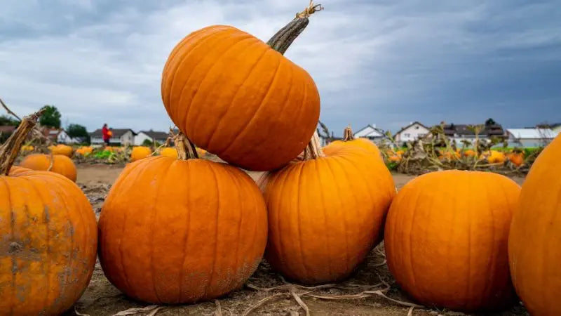 Pumpkins stacked at pumpkin patch need protection spray