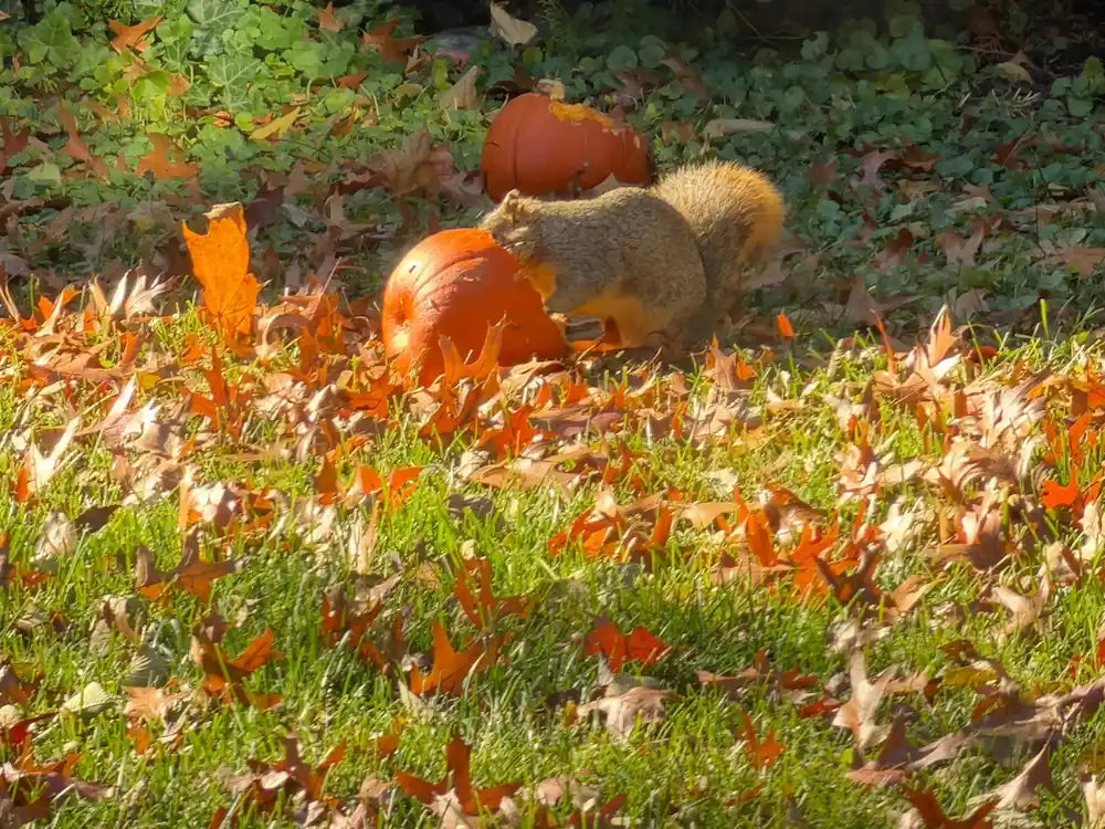 Squirrel eating pumpkins in yard
