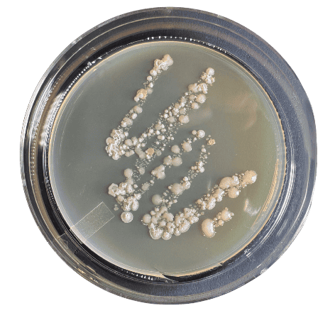 Bacterial growth from kitchen sponge scrub daddy
