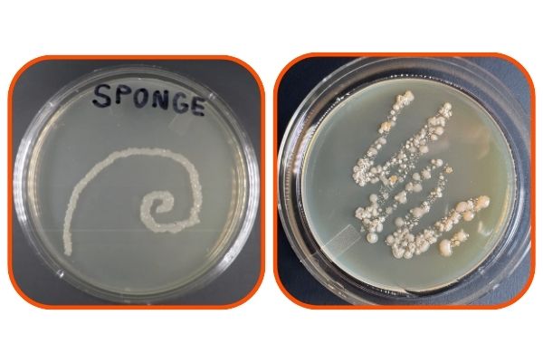 why-do-kitchen-sponges-stink