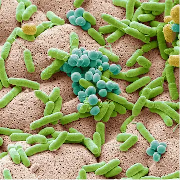 Bacteria on kitchen sponge